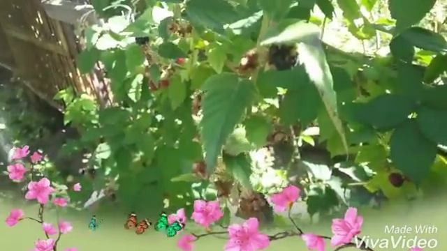 Алмата : в гостях у бабы Нелли 🌹🌞🍇 смотреть онлайн