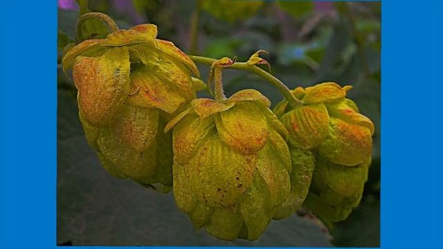 Оттенки уходяшего Лета смотреть онлайн