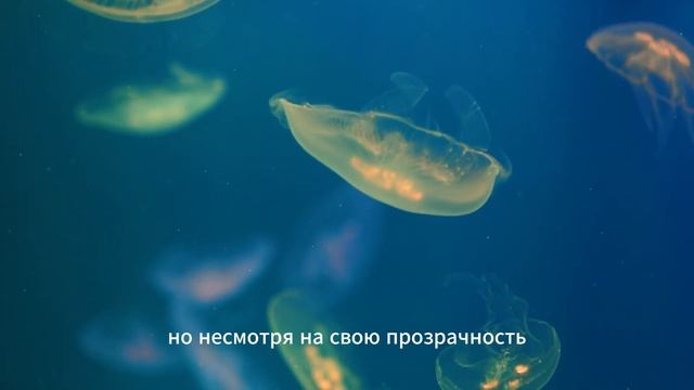 🌊 Медузы: Плавающие загадки океана 🌊 смотреть онлайн