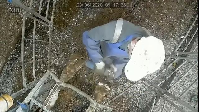 Станок для обработки копыт крупного рогатого скота «Комфорт». День поля 2020 в Республике Татарстан смотреть онлайн