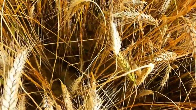 Ишёл казак полем смотреть онлайн