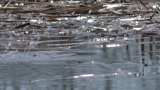 Такої риболовлі,🐟🐟 Я НЕ ОЧИКУВАВ.!!! ДИКІ МІСЦЯ. Рибалка на ПОПЛАВОК. Ловля карася. смотреть онлайн