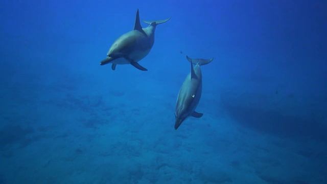 The Colors of the Ocean 8K ULTRA HD - The Best 8K Sea Animals for Relaxation & Calming Music смотреть онлайн