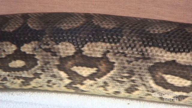 Snakes Improve Search-and-Rescue Robots смотреть онлайн