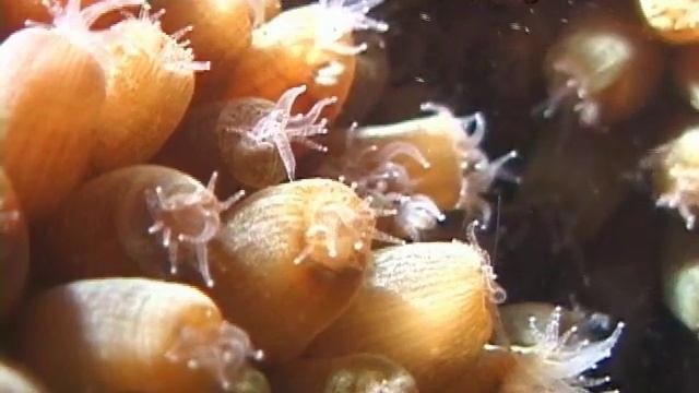 Zooplankton Prey смотреть онлайн