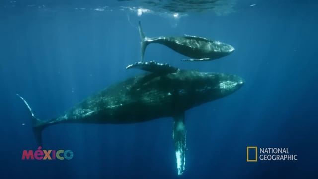México Indomable Episodio 2 смотреть онлайн