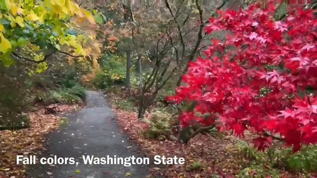 Fall colors| Washington Park Arboretum University of Washington Botanic Gardens| Nov. 6, 2021|Autum смотреть онлайн