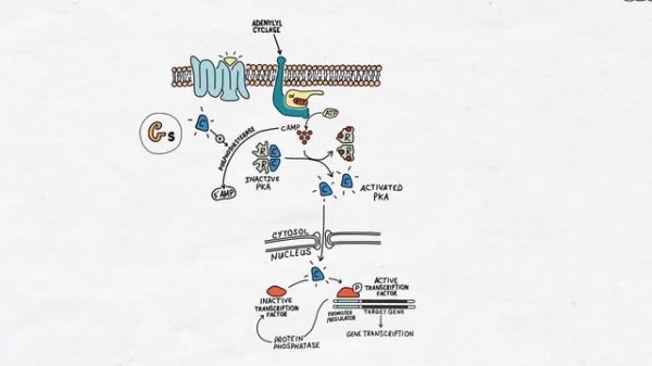 G Protein Signaling - Handwritten Cell & Molecular Biology