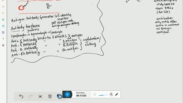 A&P (226) Blood Video 4: Blood Types, Antigen, and Antibodies смотреть онлайн