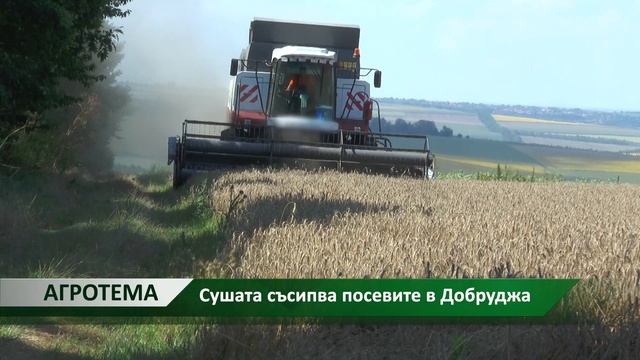 Агротема: Сушата съсипва посевите в Добруджа, автор: Диана Александрова смотреть онлайн