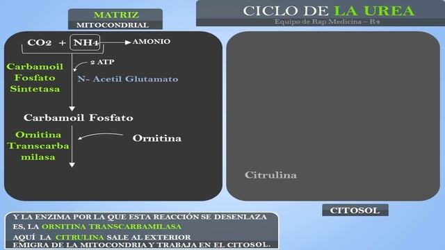 Ciclo de la Urea - Rap Medicina - R4 смотреть онлайн