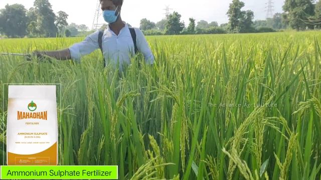 Ammonium sulphate fertilizer | किसान भाई समझे अमोनियम सल्फेट खाद का महत्व |Nitrogen Ammonium Sulphu смотреть онлайн