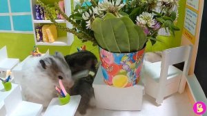 1 СЕНТЯБРЯ в ШКОЛЕ ХОМЯЧКОВ/ ЦВЕТОЧКИ для СНЕЖКИ СТЕПАНОВНЫ