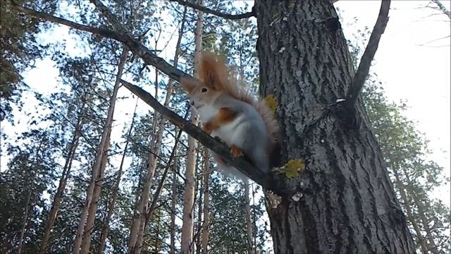 Смелые белки смотреть онлайн