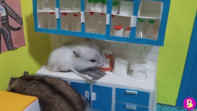 ПЕТЯ ДОКТОР ХОМЯК** ХАОС НА РАБОТЕ