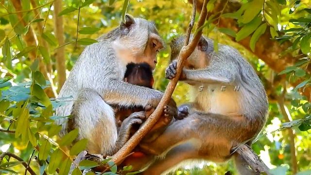 Very good sister Ada tries protect her brother Adler when saw mother careless with him on tree смотреть онлайн