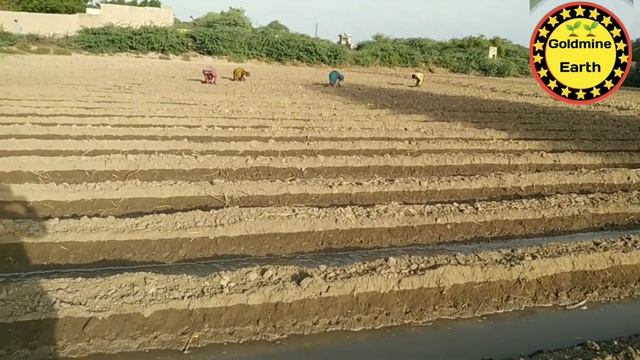 We are growing cotton in our land🔥Hm apni Zameen Main Kapass ki fasl kr rhy hainn🔥Goldmine Earth смотреть онлайн