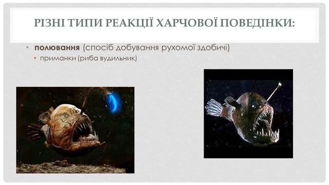 Форми поведінки тварин 7 клас смотреть онлайн