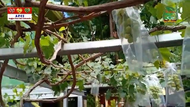 Inilah Bukti Pohon Anggur Bisa Berbuah Lebat Di Daerah Dataran Rendah/Daerah Panas смотреть онлайн