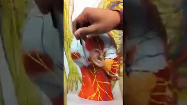 Cervical Plexus on Model смотреть онлайн