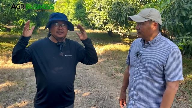 MANGO HARVEST will Increase from 12 to 30 TONS Gamit ang mga Bagong Technologies sa Mango Farming! смотреть онлайн