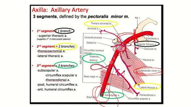 Axillary artery branches MRCS question solve (CRACK MRCS) смотреть онлайн