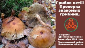 Грибов нет!!! Проверка знакомых грибниц. «Дневник грибника» - 24 октября 2024 года