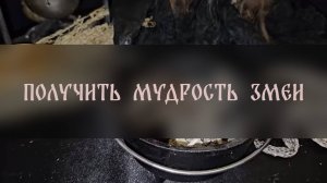 ПОЛУЧИТЬ МУДРОСТЬ ЗМЕИ. ДЛЯ ВСЕХ ▴ ВЕДЬМИНА ИЗБА. ИНГА ХОСРОЕВА