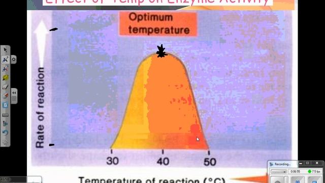 2012 HN Enzymes and Energy 04 induced fit and factors that affect enzyme activity смотреть онлайн