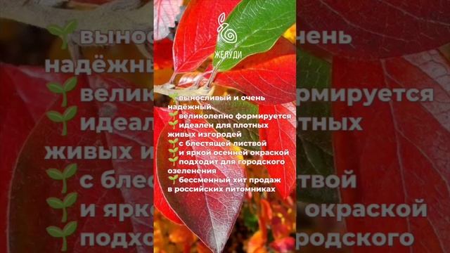 Кизильник блестящий - плотная живая изгородь для вашего сада смотреть онлайн