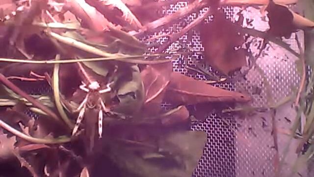 Grasshoppers Timelapse смотреть онлайн