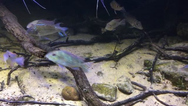 Earth Earter Amazonas Biotop Aquarium