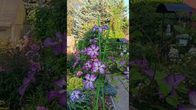 Чемпион по цветению #клематисы #сад