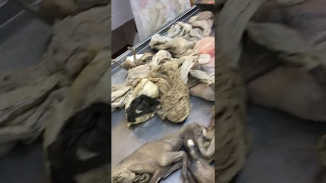 placenta pedro parte 3 смотреть онлайн
