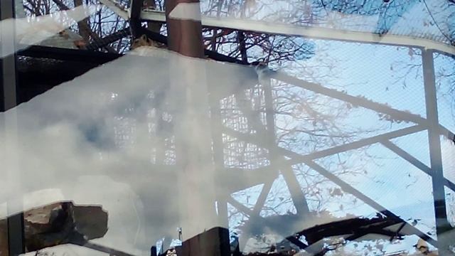 Московский зоопарк. Снежный барс.