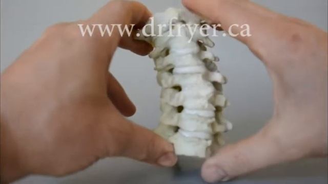 Cervical Instability Model by Dr. Jerome Fryer (Chiropractor) смотреть онлайн