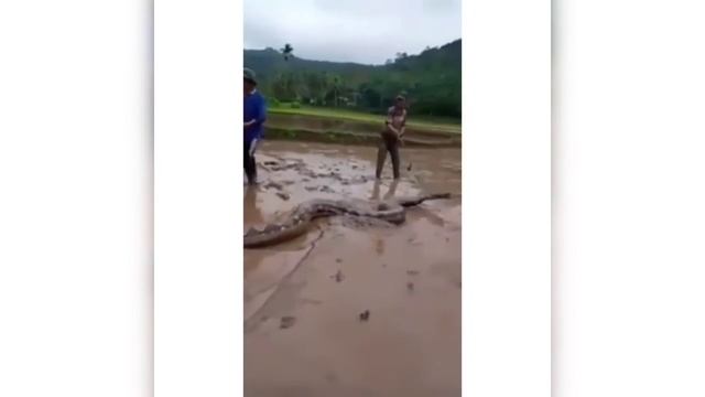 Ular Piton Raksasa di Sumatera Barat смотреть онлайн