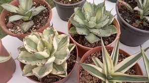 Мои Агавы: виды и сорта 2024