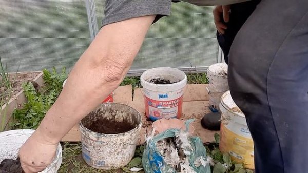 как я сажаю перцы в ведра