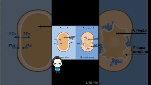 Plasmolysis Explain in Hindi 😈😈 | Did you know what is plasmolysis 🤔🤔😱 By - New Learner - King смотреть онлайн