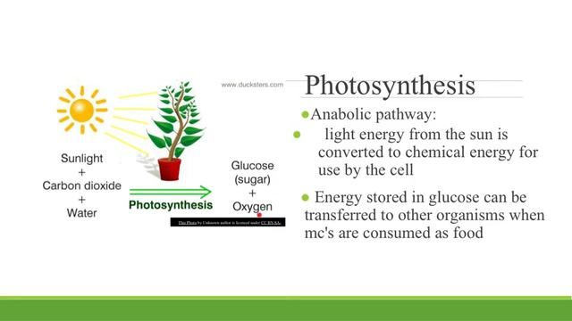 Ch. 8 Cellular Energy смотреть онлайн