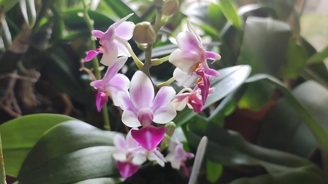 Phalenopsis Anna Larati Soecardi With Hybrid Parents (c родителями)