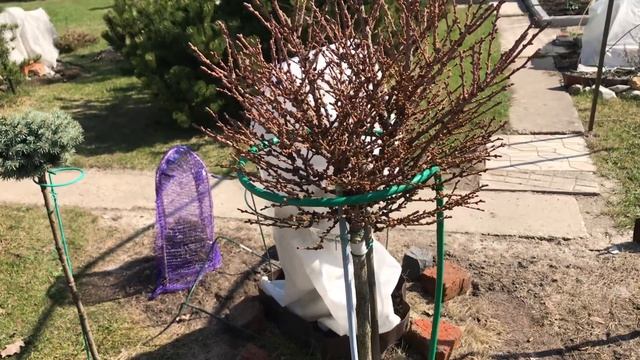 Лиственница японская Блю Болл/Larix Kaempferi Blue Ball