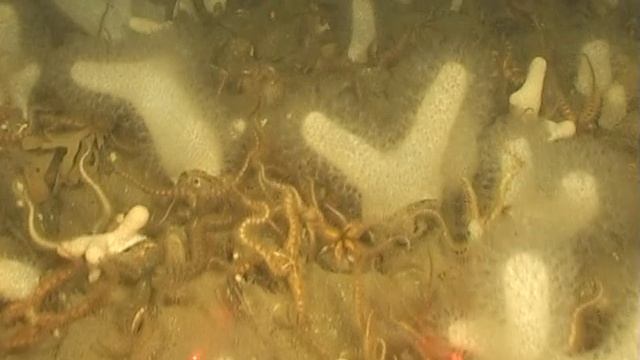 47 Marine underwater video of Wales, Pen Llyn a'r Sarnau SAC - Biogenic reef смотреть онлайн