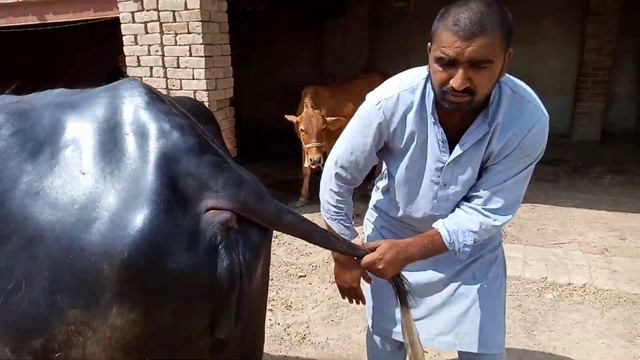 Philin Jhoti | Beautiful Buffalo | Price 2,50000 Rupees | Ph No : 03037742643 | 82 Animal TV | смотреть онлайн