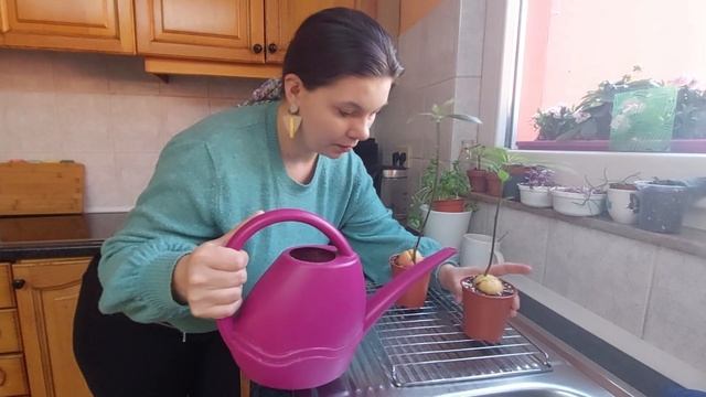Vlog #23 | Des nouvelles des avocats, jardinage et quotidien de planteaddict смотреть онлайн