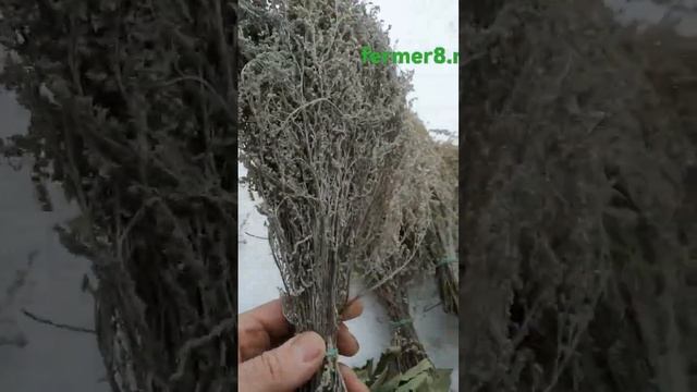 март 2023 полынь пряная и лимонная смотреть онлайн