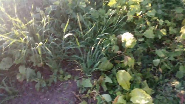 Канадський ячмінь талбот в колосі смотреть онлайн