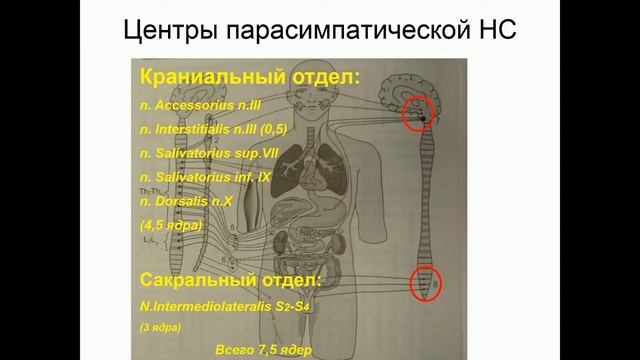 анатомия вегетатив нерв смотреть онлайн