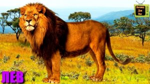 Животные для детей | Учим названия и звуки лесных животных | Лесные животные | Учим лесных животных